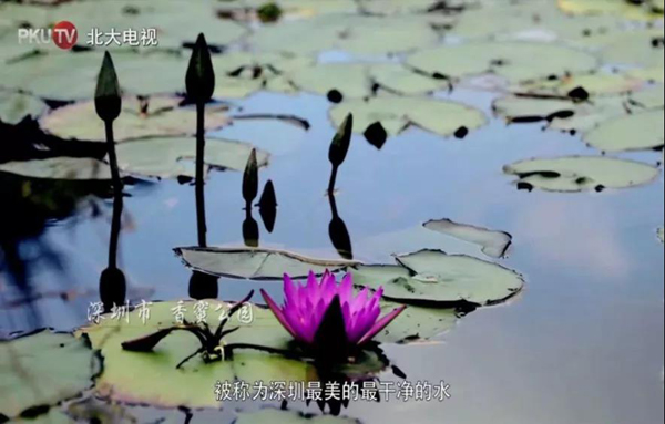 韩国成人直播